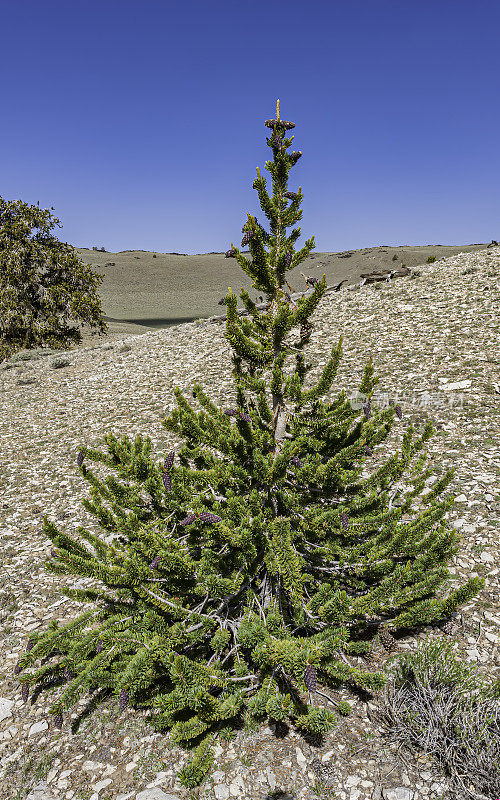 幼狐尾松，龙松，加州白山，Inyo NF，古狐尾松森林，加州;舒尔曼格罗夫。每100年生长一英寸的直径。